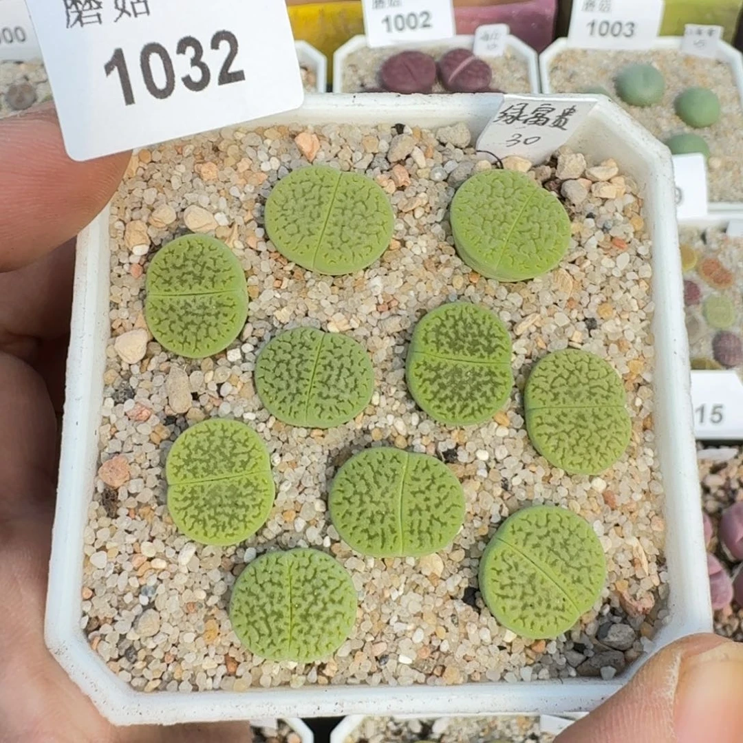 蘑菇蘑菇1032绿富贵组合