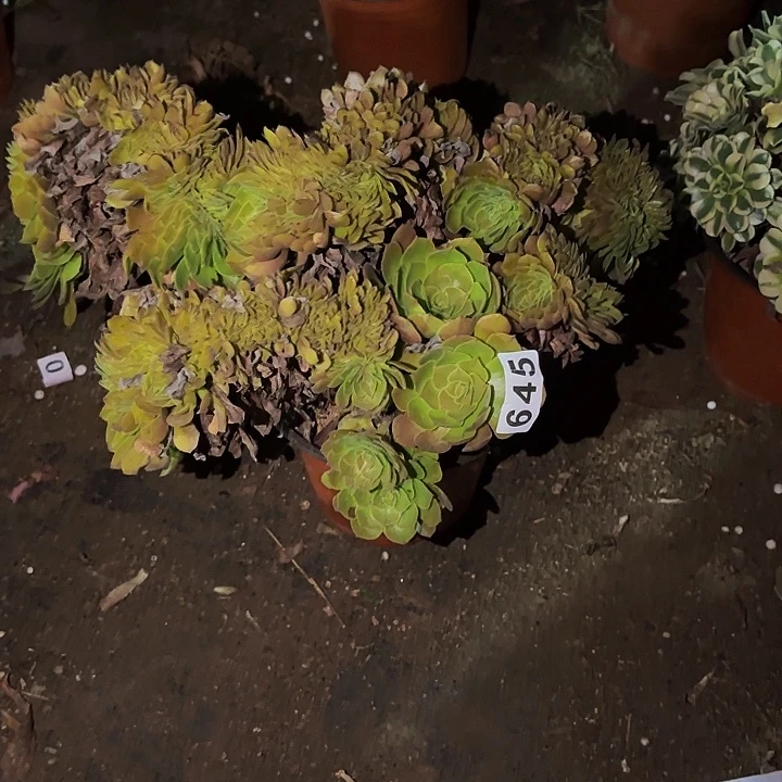 645黄金沙拉碗多肉植物