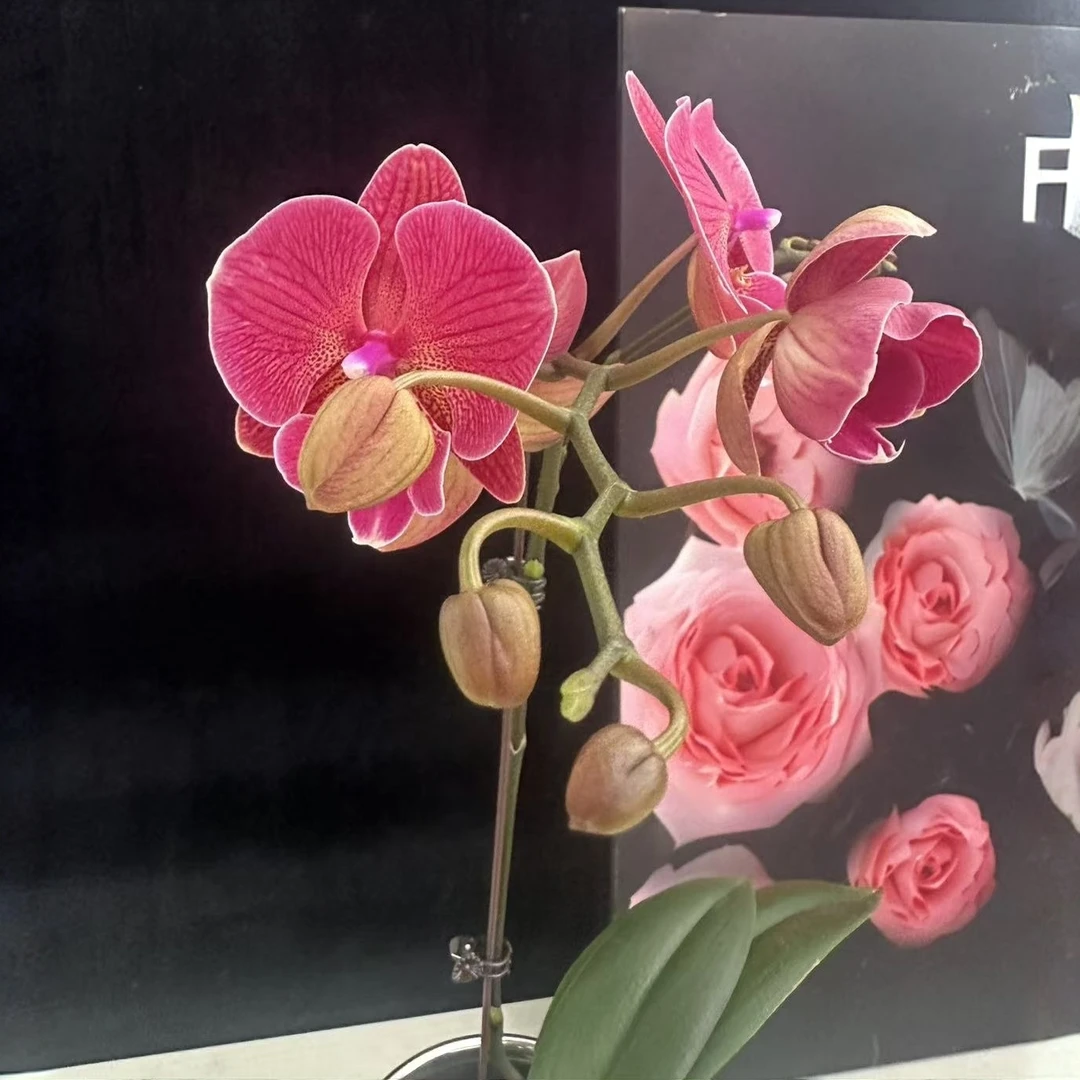 蝴蝶兰【花木兰】 花色娇艳耐养适合室内观赏