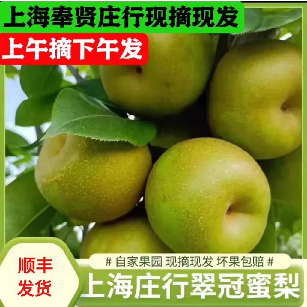 （顺丰发货）上海庄行蜜梨当天采摘新鲜当天发应季水果脆冠梨甜爽脆