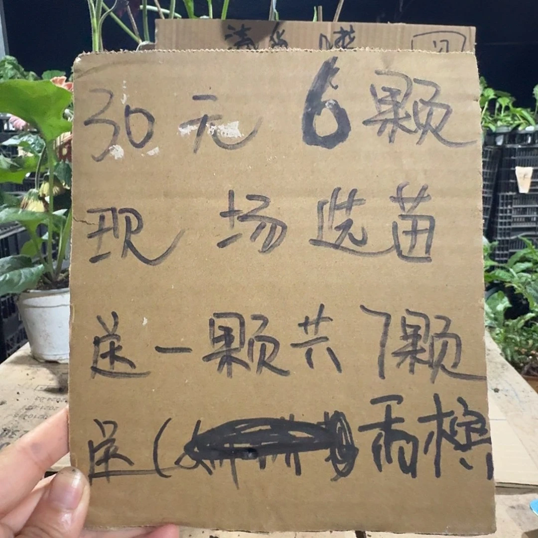 无花朵6颗自己备注品种