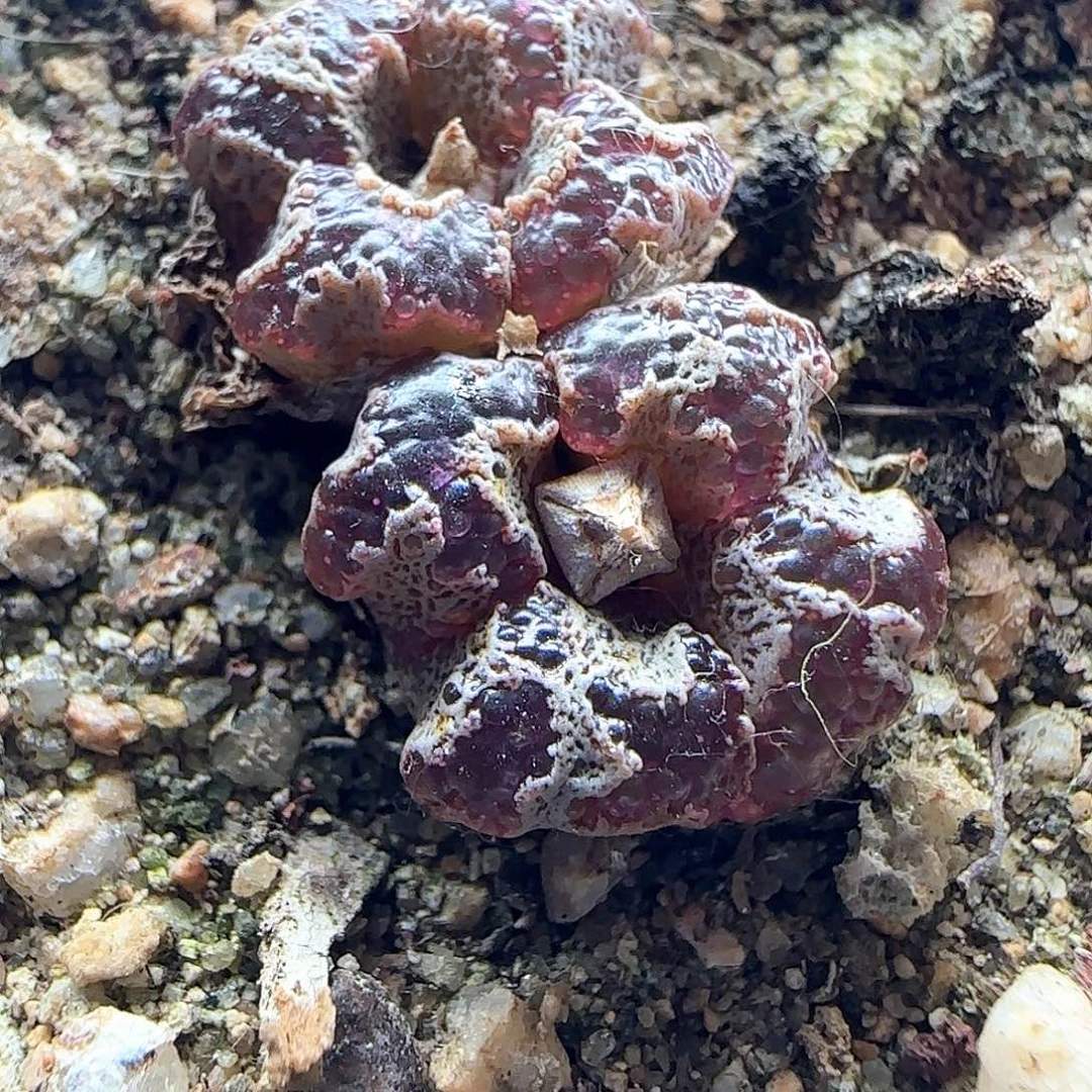 ****]哈哈哈哈哈哈哈45099