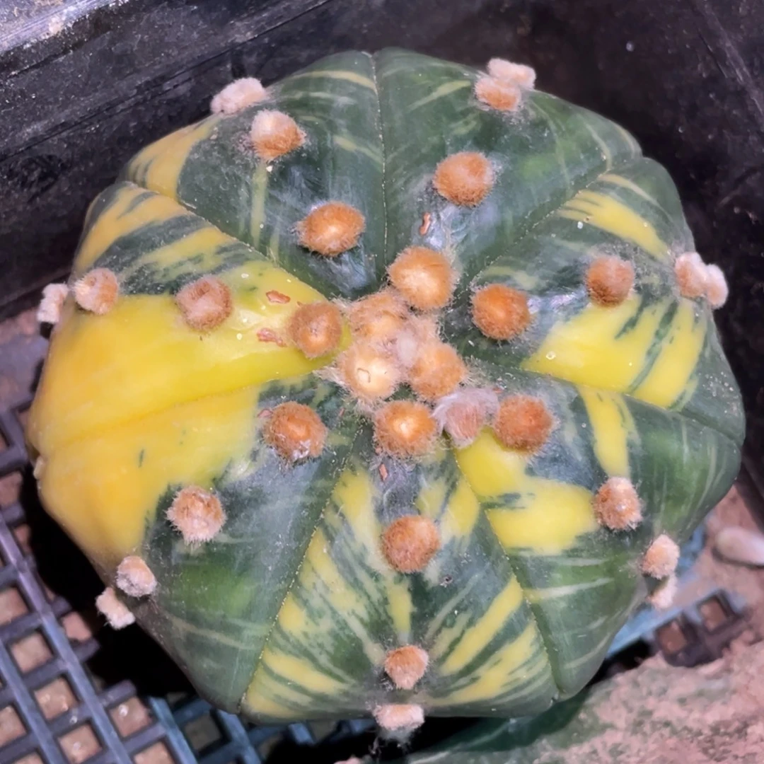 全部花朵落地无根 海星体兜锦