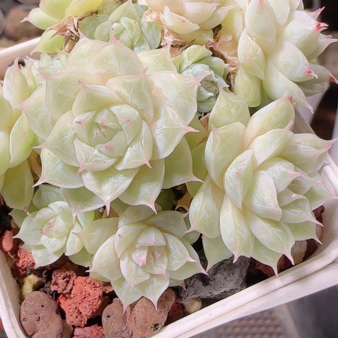 花语多肉1201-76散