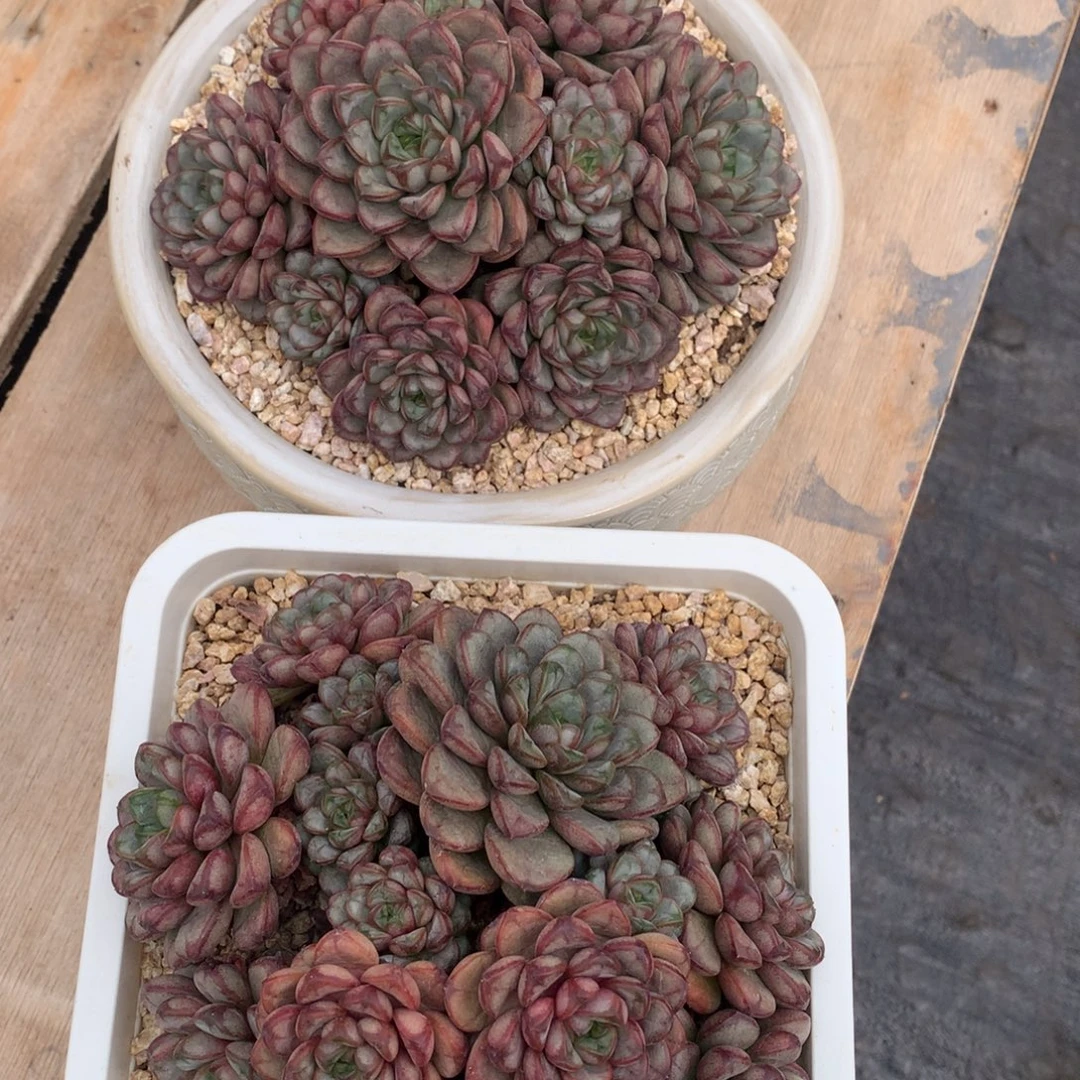 葡萄无砍老桩18公分盆对比