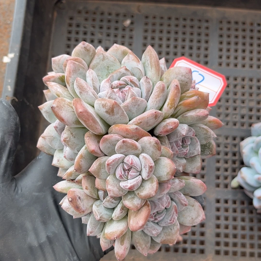 8号新疆西藏内蒙古不包邮的