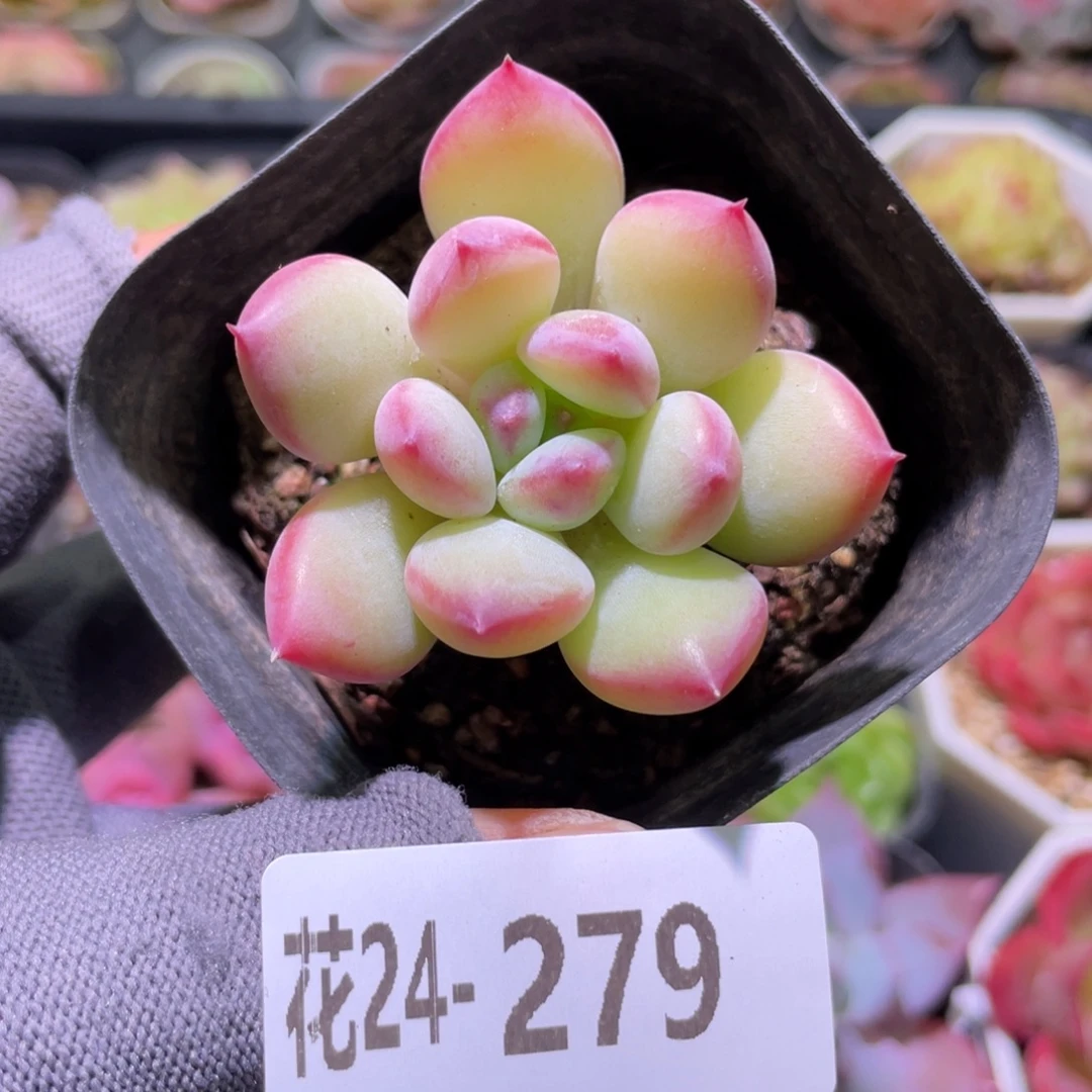 花利美24-279蜜糖