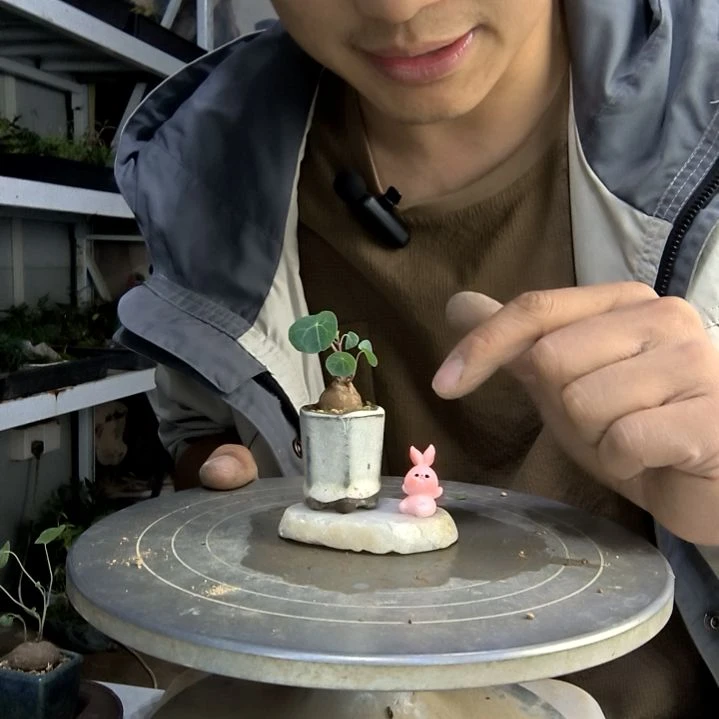 山乌龟拇指盆随机款带石头带兔子一套随机款