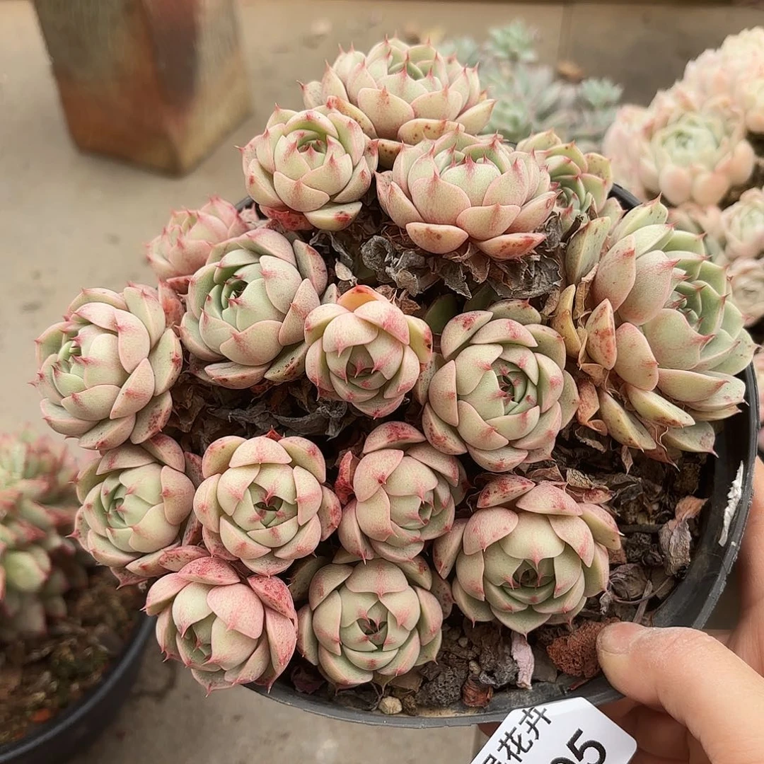 同温层多肉笨吧205