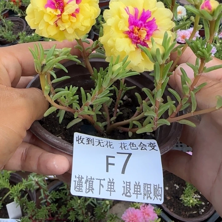 无花朵F007超小苗盆口10cm