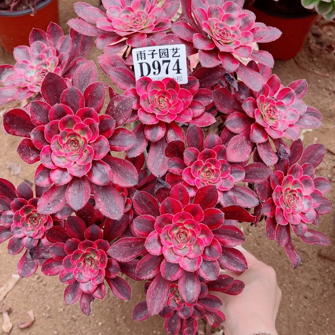 974丽娜尺寸25左右