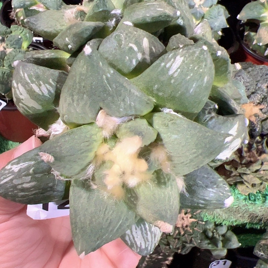 无花朵福利三头龟甲牡丹147