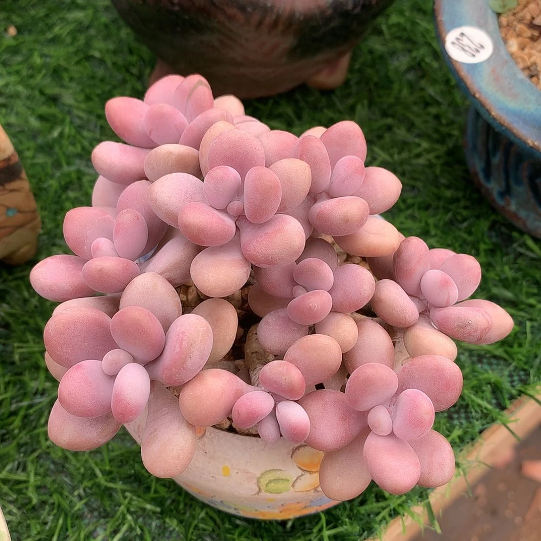桃蛋10 公分一物一拍