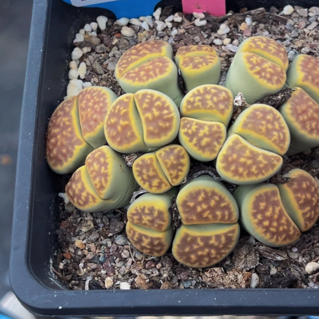 225 生石花大群大群生