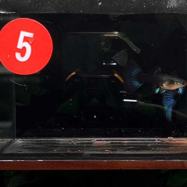 孔雀鱼粗体粗腰蓝礼服