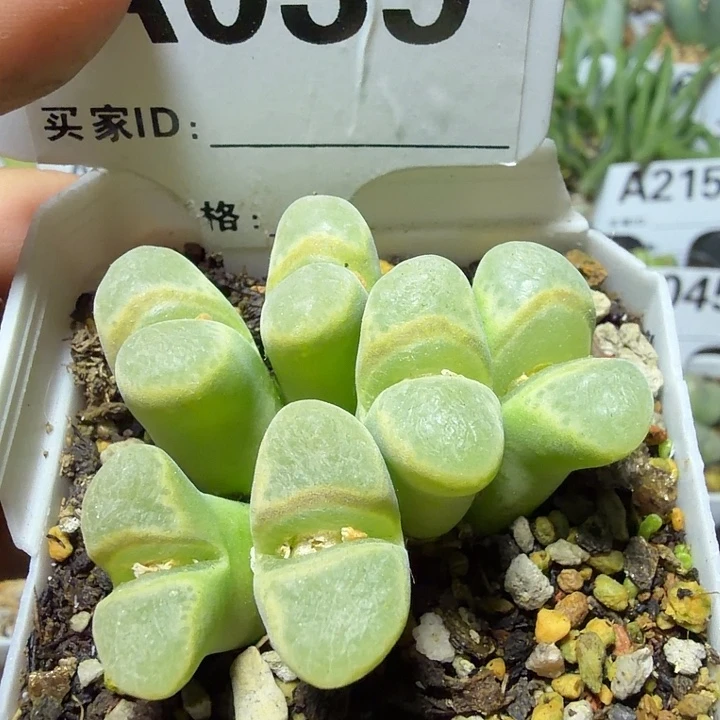 039。多肉植物的生长