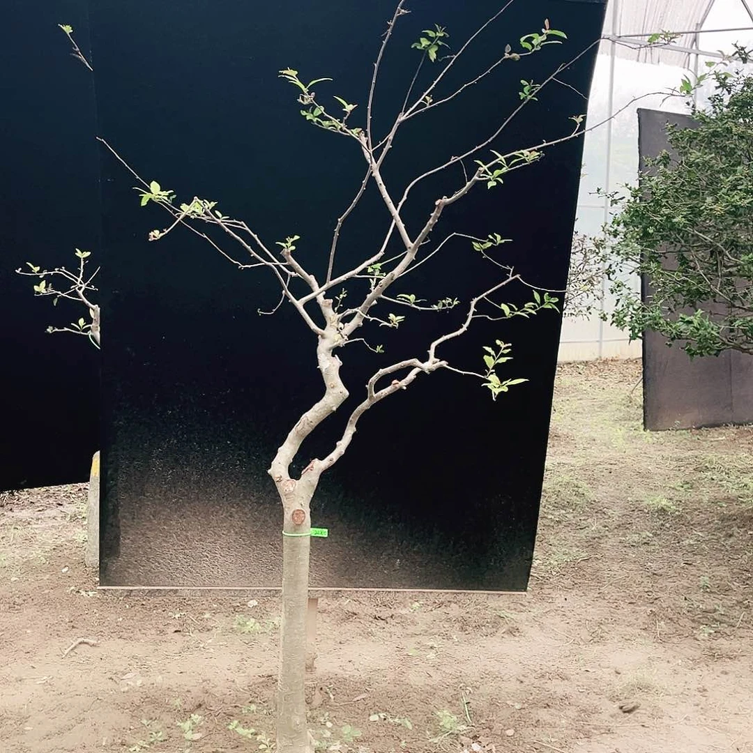 无花朵春天开花，夏天观叶