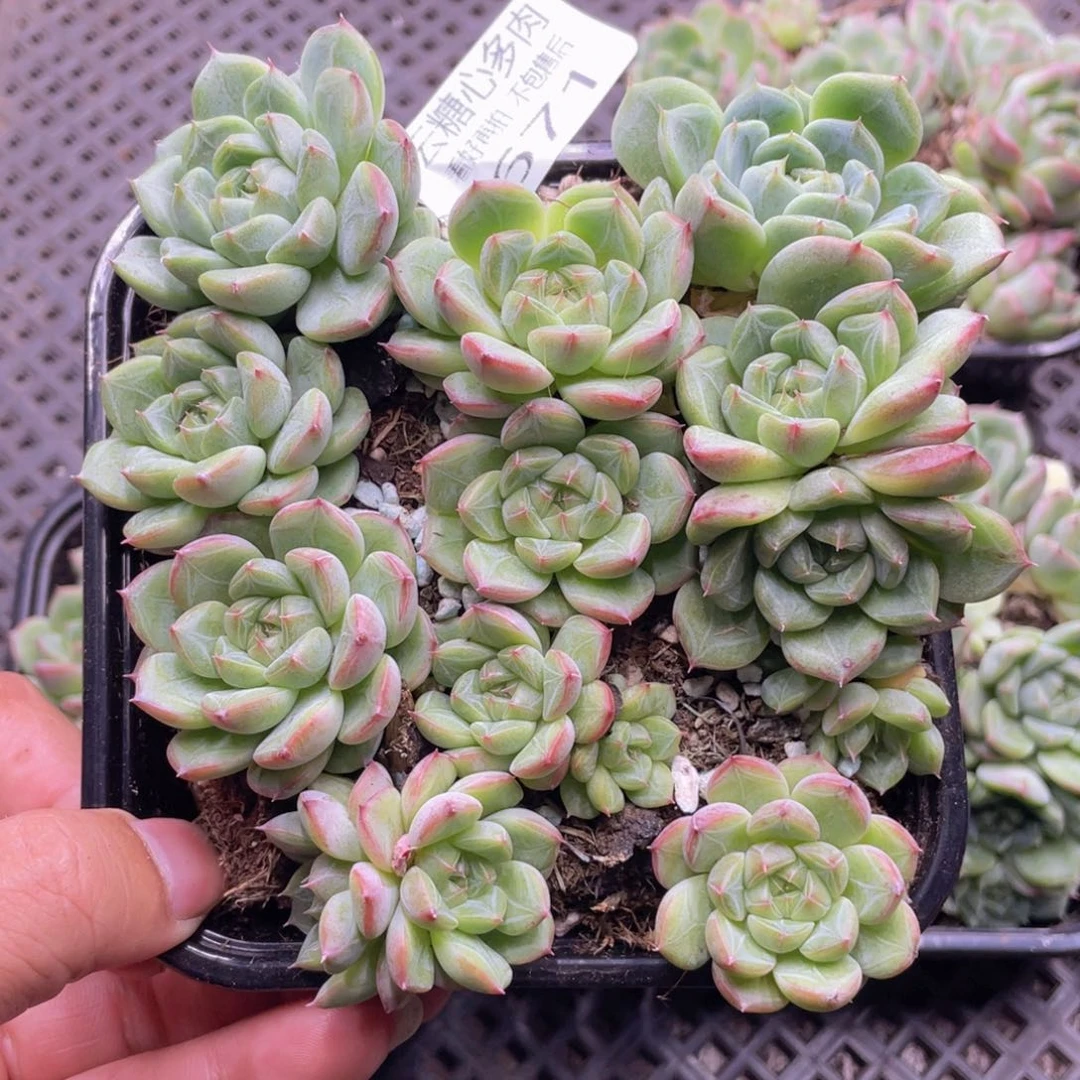 云糖心多肉植物671