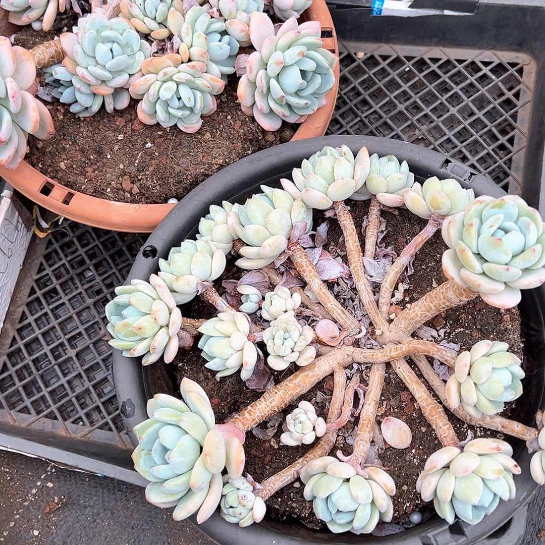 安**猫多肉植物一物一怕