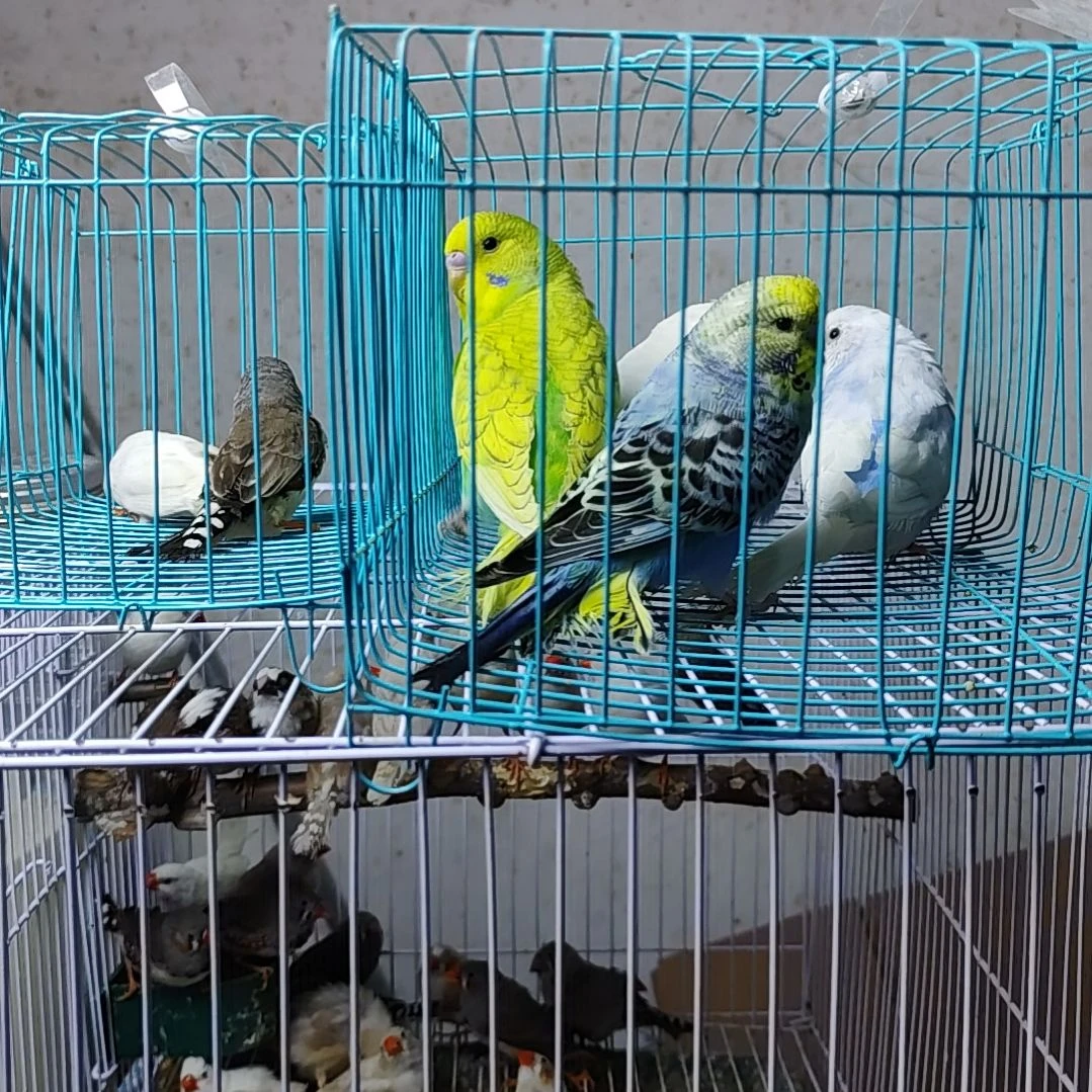 *****文鸟大头虎皮鹦鹉两对加两只珍珠鸟