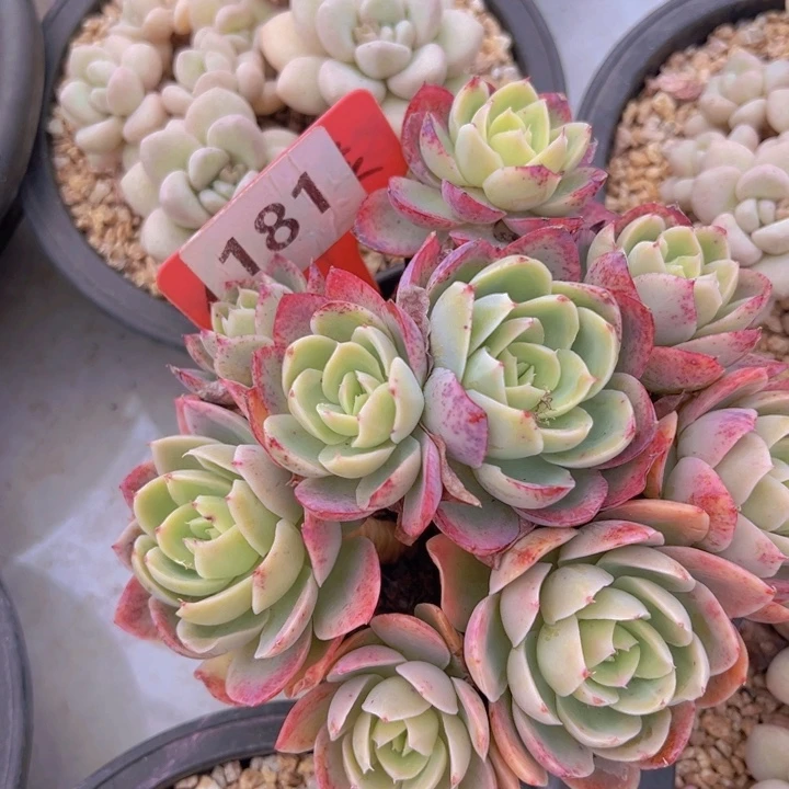 健健康康平平安安