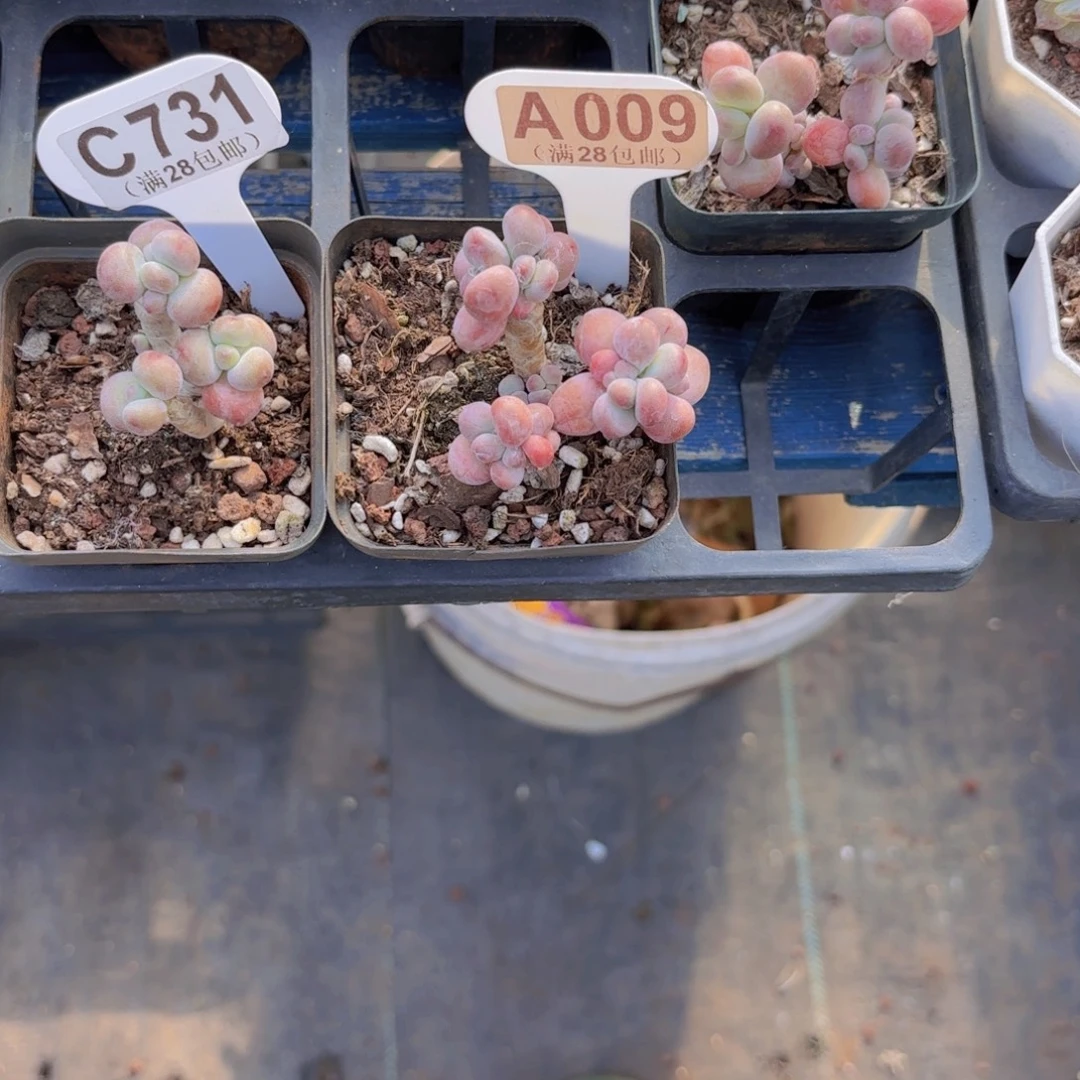 糖****C009苹果啊奶一物一拍