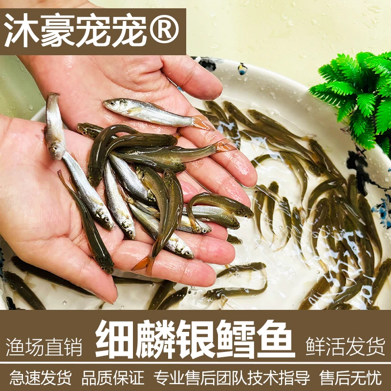 沐豪宠宠【运营推荐】银鳕鱼苗淡水养殖食用养殖观赏银雪活鱼苗