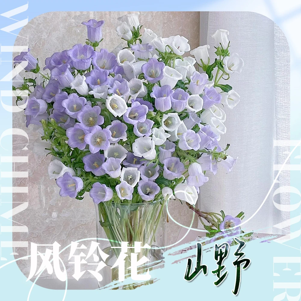 【紫白色风铃花】水培鲜切花期长（到货垂头、蔫萎属正常需醒花静养）