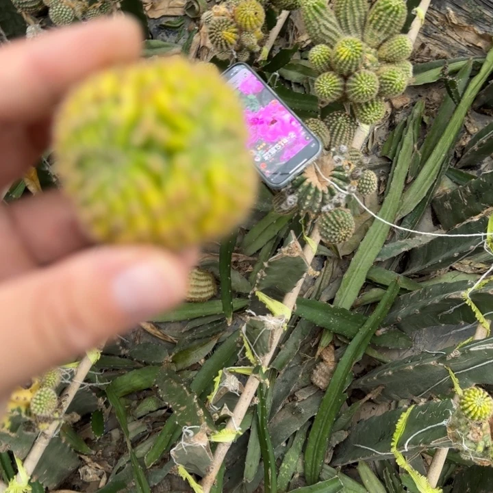 335彩草514.2嫣然缀化锦虫咬