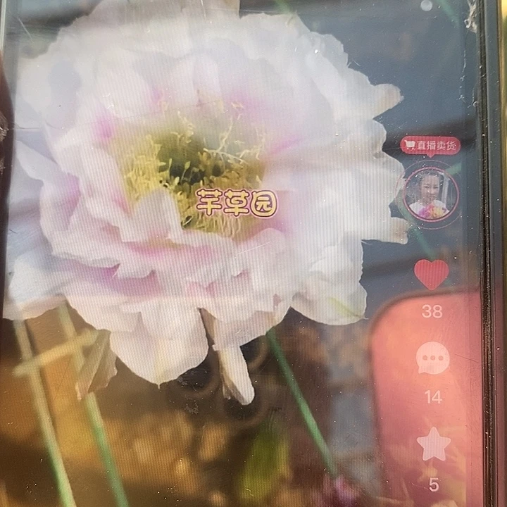 袖铺柱嫁接天雪彩草