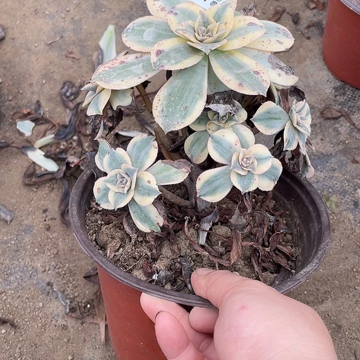 435灿烂多肉植物福利