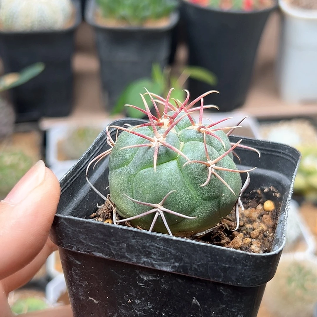 无花朵高木绯冠龙实生球