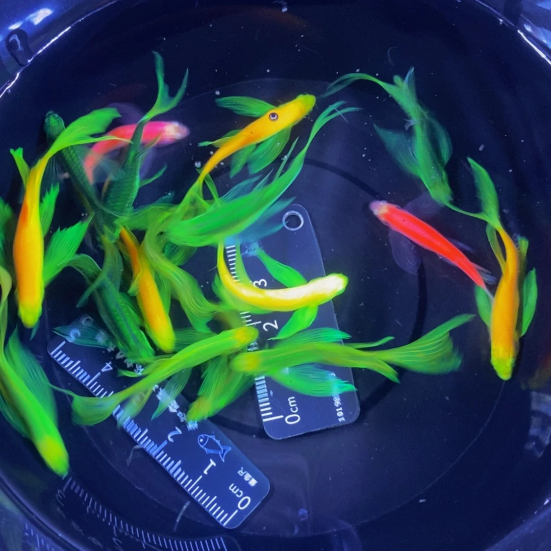 斑马鱼蝶翼斑马3.5-4厘米15送2