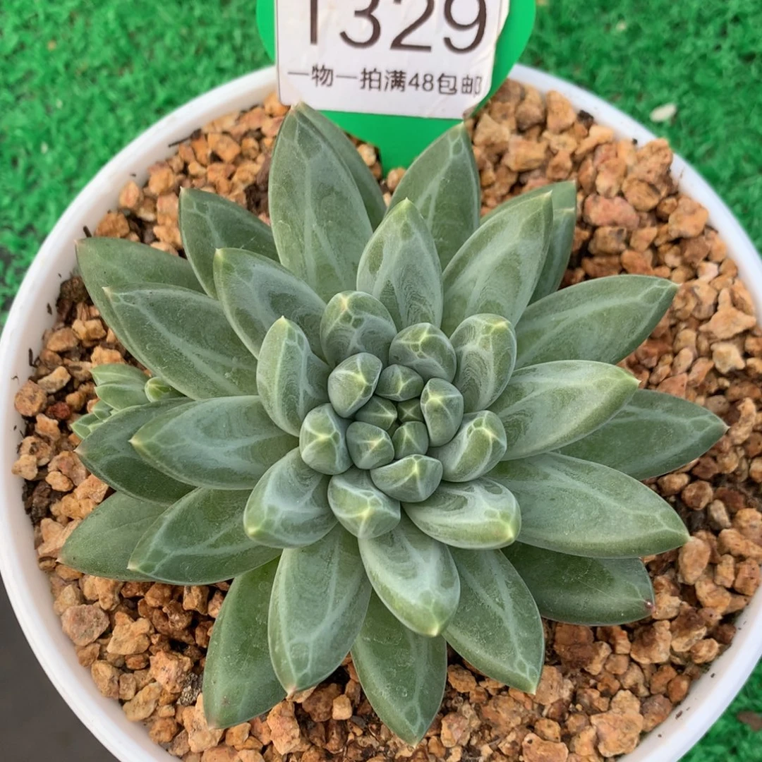 胖体青花瓷单头一物一拍1329