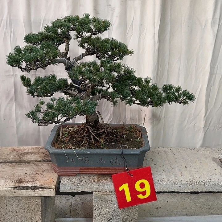 久***榑无花朵五针松迎客松包邮