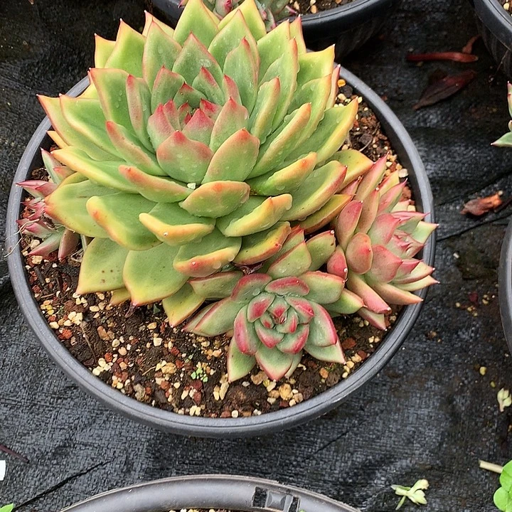 处理特价活动开始啦