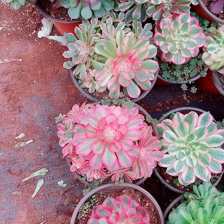 倾城多肉植物大战僵尸