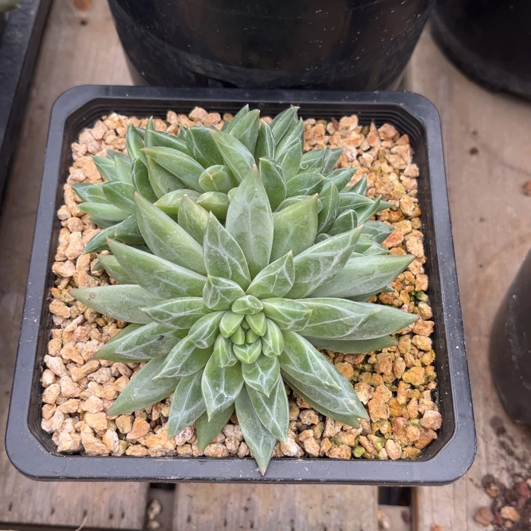 多肉植物杂交美人