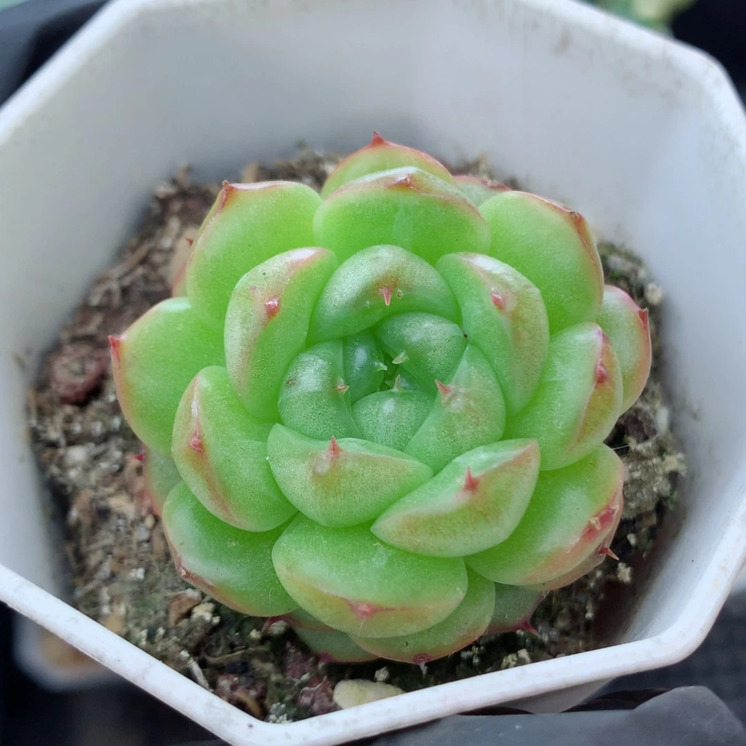 58包邮  群生不包整露华108