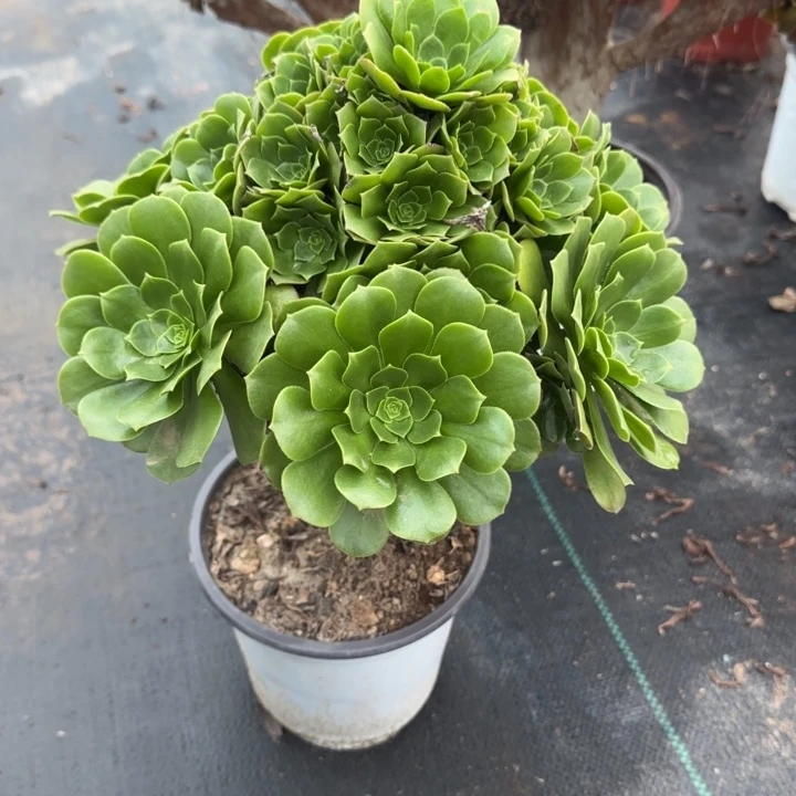 绿玫瑰两单包邮。