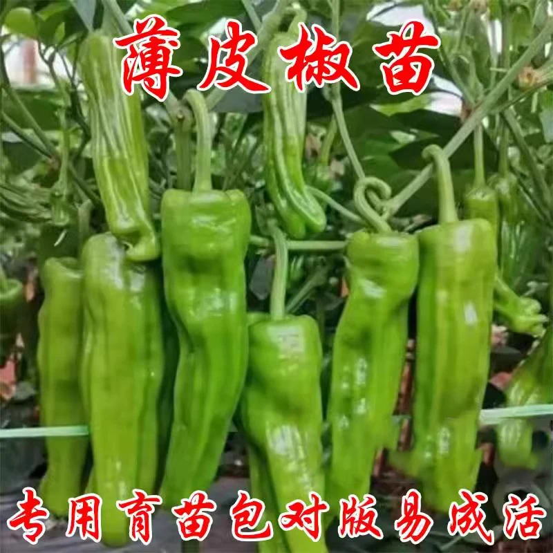 薄皮辣椒种苗辣椒苗辣椒种籽春季盆栽早熟不辣大青椒高产蔬菜幼苗