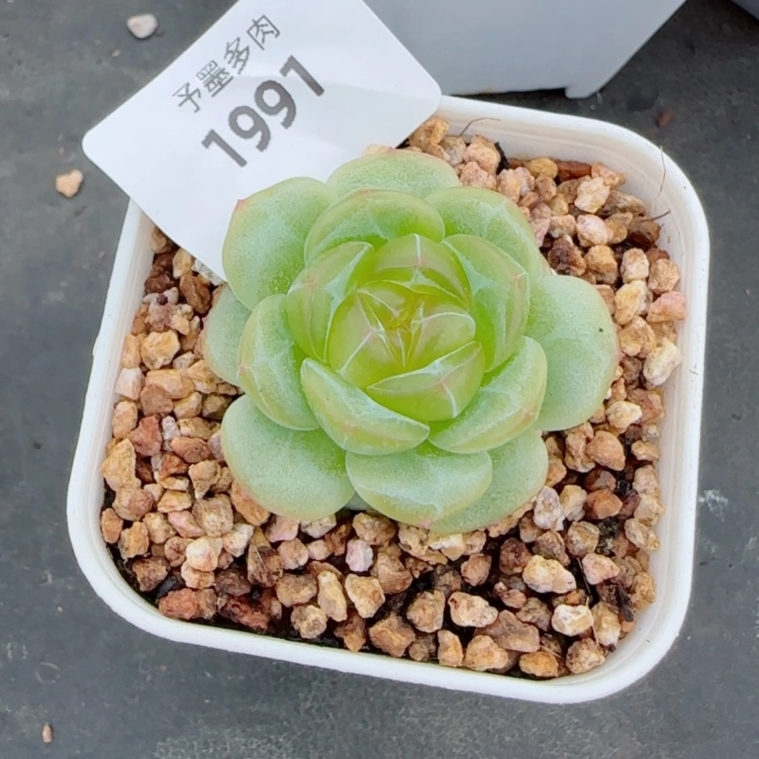 冰淇淋，1991多肉植物