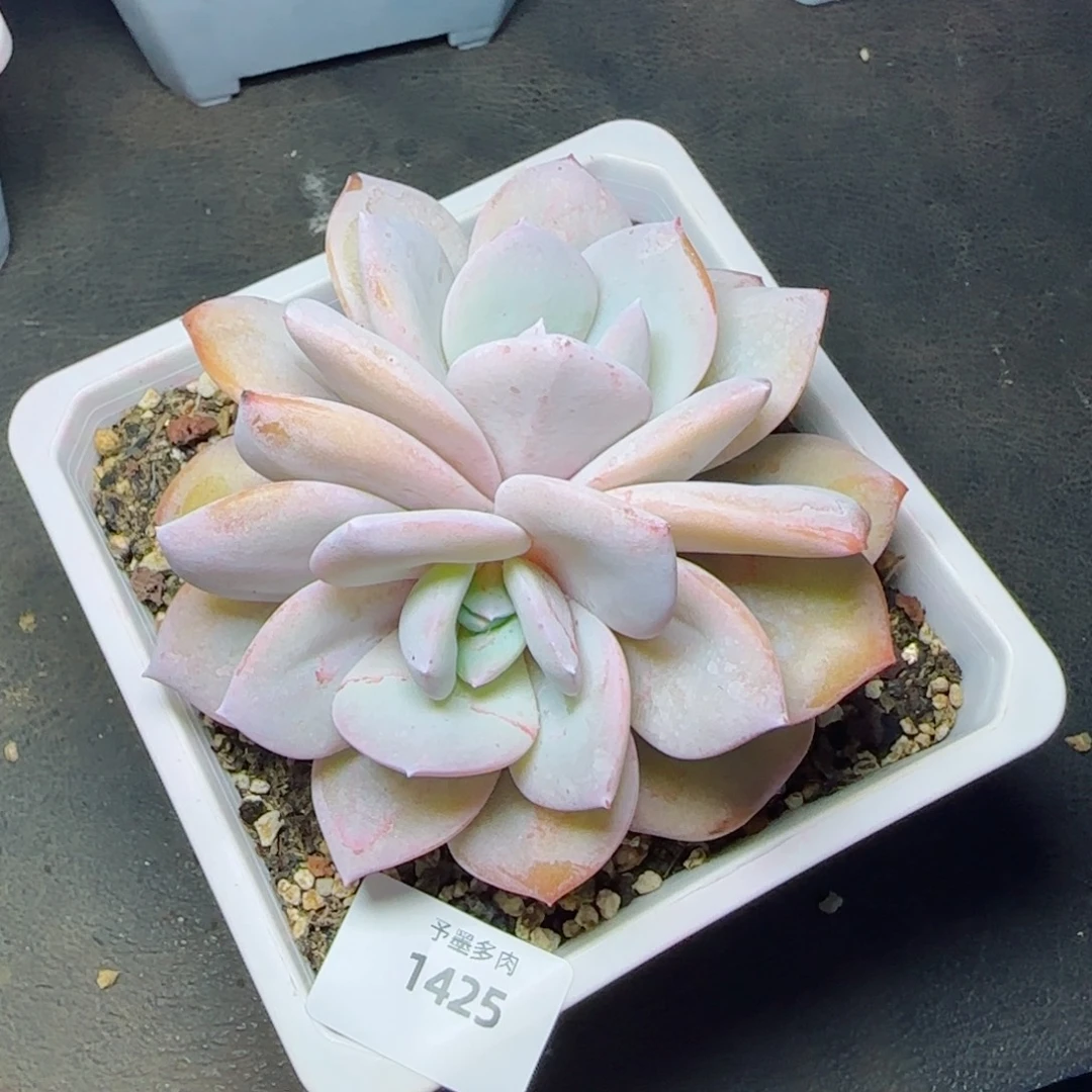 双心奶茶，1425多肉植物