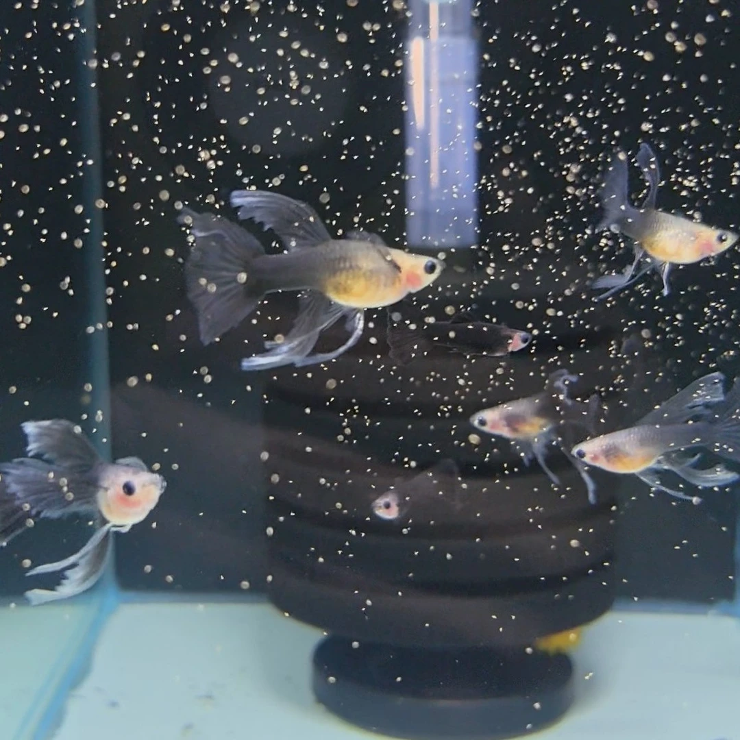 蓝礼服玻璃粗C孔雀鱼进口孔雀鱼蓝礼服玻璃体孔雀鱼