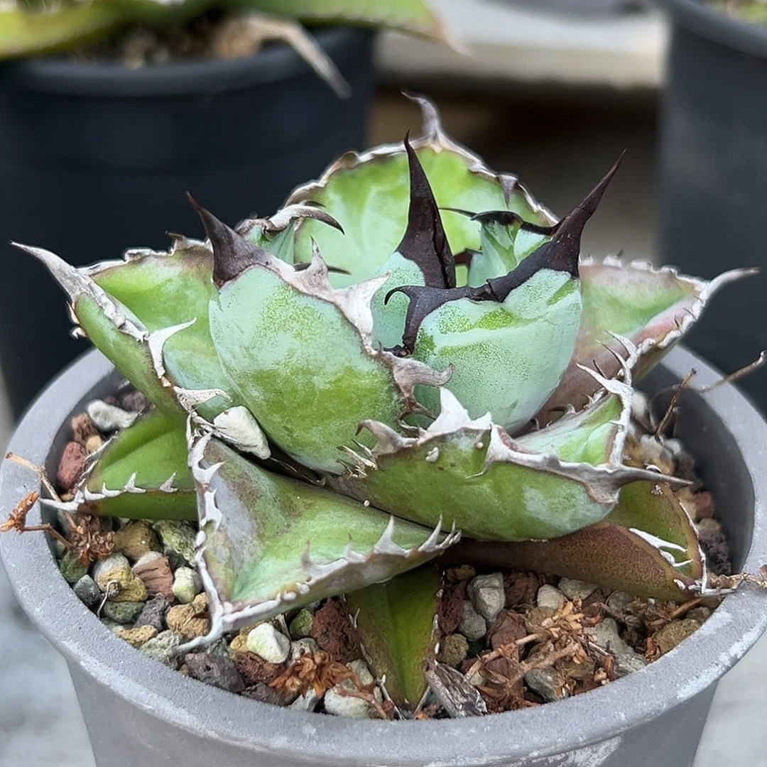 蓝鲸一物一拍偏远不包邮不退不换