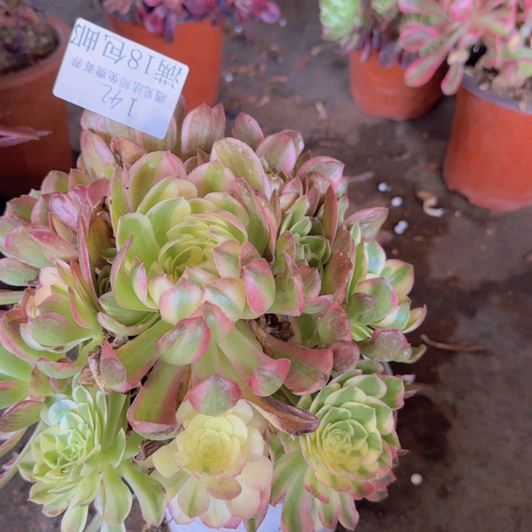 锦****行142号。  啥啥啥。