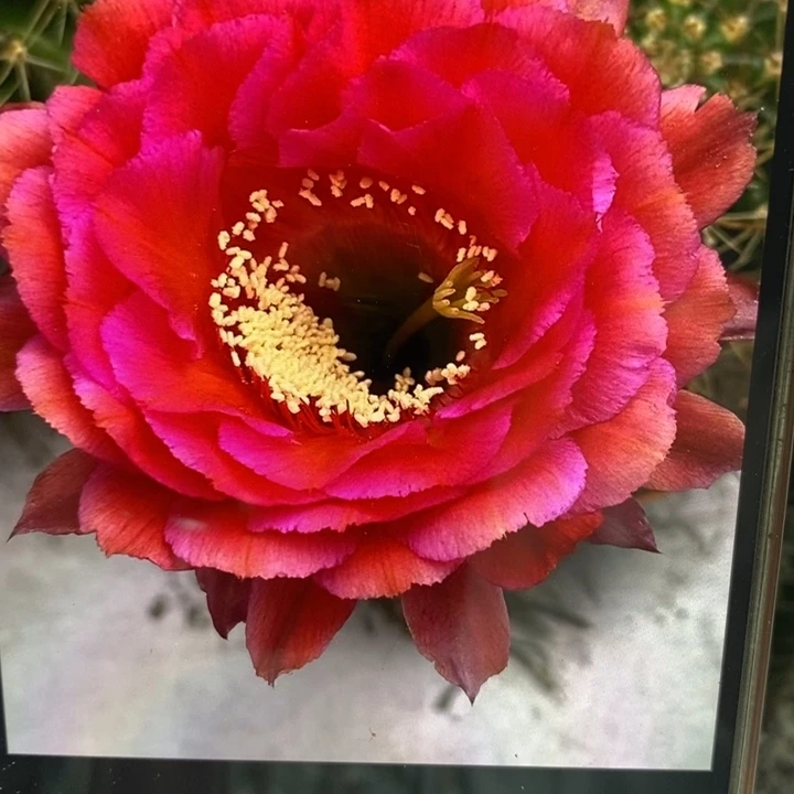 香香81号6公分左右柱子