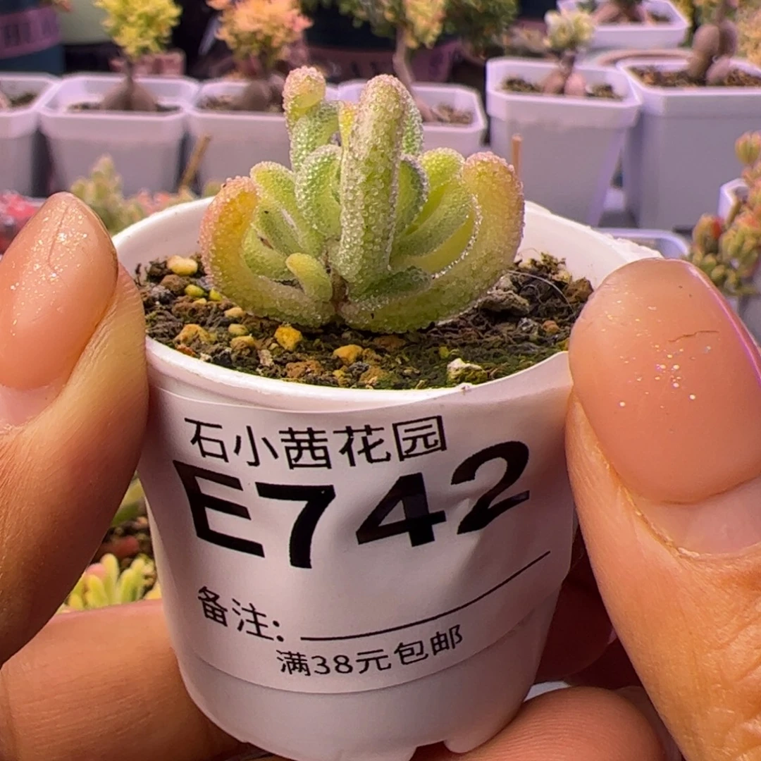 Y***Z742多肉植物枝干超白
