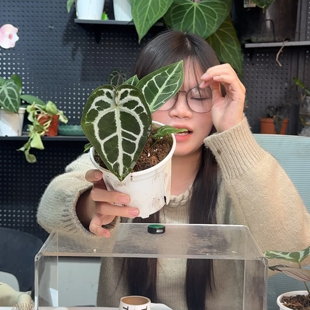 完全开放T180银骑士杂小钻石