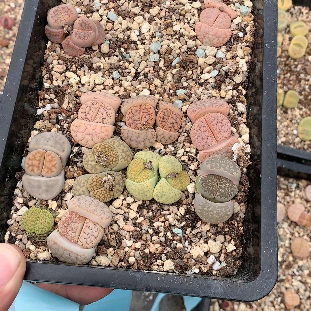 马*甲C987多肉植物保护